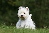 WESTIE 279